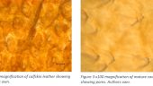 Hell bent for leather; an investigation determining type of leather used for bridle rosette