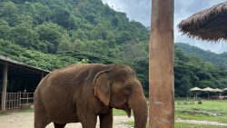Teaching in Thailand