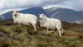 The difference between sheep: Bevan and the ‘Welsh Day’ debate